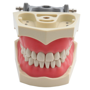 <span class=keywords><strong>Modelo</strong></span> Dental <span class=keywords><strong>Estándar</strong></span> 32 con Dientes Desmontables para Enseñanza y Entrenamiento en Ciencias Médicas con Destornillador CE/ISO - Product Image 6