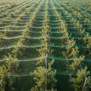 Anti hujan es jaring pertanian HDPE pohon Apple taman hujan es bukti Netting Polyethylene Harga Murah <span class=keywords><strong>Hail</strong></span> penjaga jaring - Product Image 1
