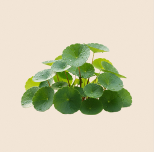 High Concentration TW Centella PDRN 1000ppm Plant <b>Extract</b> Cosmetic Raw Material Centella Asiatica <b>Extract</b> With Polynucleotide - Product Image 4