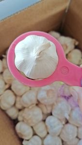 Aglio fresco nuovo raccolto normale bianco e puro bianco fornitura dalla fabbrica di aglio cina con aglio di alta qualità - Product Image 4