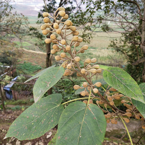 Paulownia <span class=keywords><strong>hybride</strong></span> de haute qualité, nouvelle récolte, variété 9501, espèces à vendre - Product Image 2