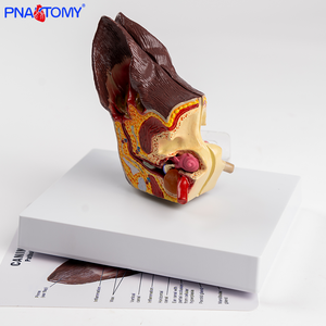 Modèle d'anatomie des oreilles canines en plastique pour l'enseignement et la démonstration dans les hôpitaux vétérinaires spécialisés dans les soins canins - Product Image 2