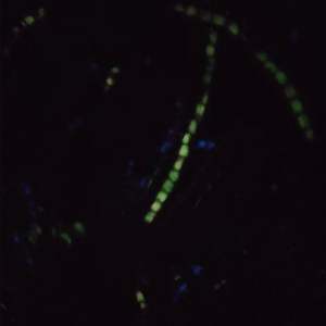 Perline fluorescenti africane in vita colorate in filo di cotone con catena di cristallo per il corpo in pietra irregolare perline dimagranti con cravatta luminosa - Product Image 2