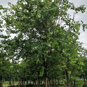 Bauhinia <span class=keywords><strong>Variegata</strong></span> L, grandes plantes vertes, arbres décoratifs pour jardin extérieur, ferme, semis en pot - Product Image 3