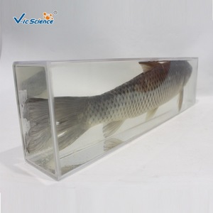 Disecación de carpa cebú y especímenes preservados; especímenes didácticos de biología del pez; especímenes preservados al por mayor para primaria y secundaria. - Product Image 4