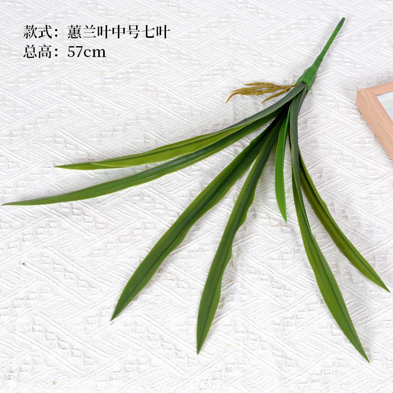 Feuilles de cymbidium de taille moyenne sept feuilles