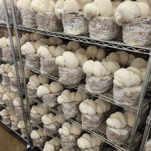 Estantes de Cultivo de Champiñones de Acero al Carbono Cromado de Buena Calidad, Máquina de Cultivo con Capacidad de Carga de 200 kg - Product Image 1