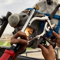 Kit de disques DYNAMIC PRO V5 pour meuleuse d'angle à col long avec disque de ponçage, outil dentaire équin pour le ponçage des dents de cheval