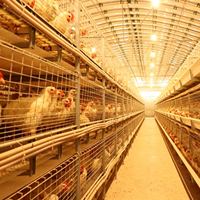 Équipement d'élevage de poulets de chair automatique moderne, cage à poulets de chair de type H
