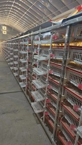 Yaygın ihracat istikrarlı kuş kafesleri 300 quaquaHJ-X500 için paslanmaz çelik bıldırcın kafesi - Product Image 6