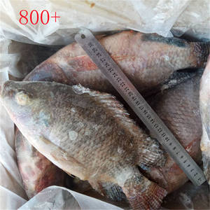 Pescado <span class=keywords><strong>Tilapia</strong></span> Entero Congelado 10kg 20cm Proceso IQF - Product Image 4