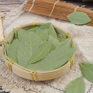 Feuille de <span class=keywords><strong>laurier</strong></span> en gros de qualité supérieure Feuilles de <span class=keywords><strong>laurier</strong></span> Épices culinaires gastronomiques naturelles en vrac Herbes Produits - Product Image 2