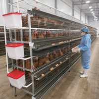 Cage d'élevage de poussins de type H personnalisée pour 5000 à 50000 oiseaux – Aménagement complet de ferme avicole et devis – Taux de survie élevé des poussins