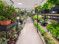 Système de culture hydroponique d'intérieur avec réservoir d'eau de 3 L et éclairage LED à spectre complet pour la culture d'herbes, de légumes et de semis