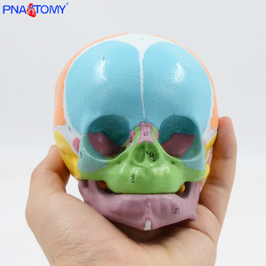 Modelo de calavera infantil de colores 1:1, identificación Digital, huesos frontales, fontanelas, Anatomía Mandibular, material didáctico, pantalla médica - Product Image 4