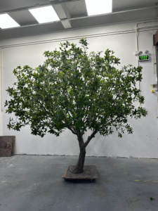 Tùy Chỉnh Handmade DIY Giả Màu Xanh Lá Cây Lá Nhật Bản Andromeda Nhân Tạo Pieris Japonica Cây Cho Nội Thất Trung Tâm Trang Trí - Product Image 4