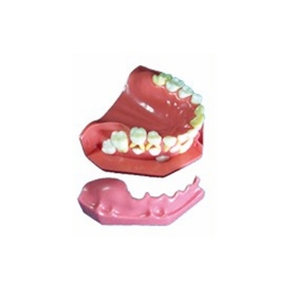 Modelo de desarrollo de dientes para niños de 3 a 6 años - Product Image 1