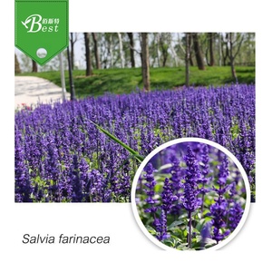 100% 純粋なクラリーセージエキス粉末/Salvia Officinaエキス/Salvia Sage Leaf <span class=keywords><strong>Extract</strong></span> - Product Image 5