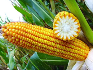 Супер калий ГУМАТ органическое соединение удобрение Biochar Npk удобрение 25 кг мешок гуминовая кислота - Product Image 2