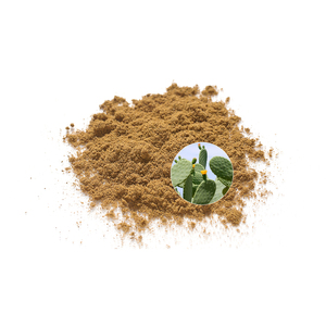 Extrait de plante adulte en poudre de Hoodia Gordonii naturel pur pas pour les femmes enceintes de Hoodia Gordonii Cactus - Product Image 1