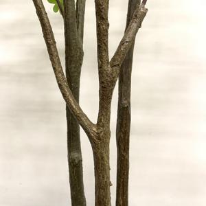Árbol Artificial <span class=keywords><strong>de</strong></span> Enkianthus Perulatus, Flor <span class=keywords><strong>de</strong></span> <span class=keywords><strong>Nieve</strong></span> Japonesa Artificial con Follaje Verde Denso para Decoración <span class=keywords><strong>de</strong></span> Interiores, Hogar y Oficina, Varios Tamaños - Product Image 4