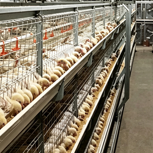 Cage à poulets <span class=keywords><strong>de</strong></span> chair à grande échelle, structure en acier à 3 couches, <span class=keywords><strong>type</strong></span> <span class=keywords><strong>A</strong></span>, pour bâtiment avicole - Product Image 3