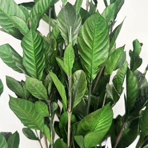 10ชิ้นขายส่งจริงสัมผัสธรรมชาติแห้งสีเขียวดอกไม้ที่เก็บรักษาใบ <span class=keywords><strong>Dracaena</strong></span> <span class=keywords><strong>sanderiana</strong></span> ใบไม้ Ruscus ตกแต่งงานแต่งงานคริสต์มาส - Product Image 4