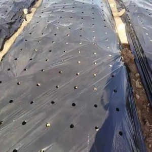 Film de paillage PP personnalisé avec trou de plantation, résistant aux UV, pour la culture de fleurs, d'herbes et de légumes - Product Image 6