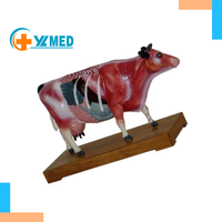 Modèle d'anatomie animale (chien, chat, cheval, vache) pour l'acupuncture et l'anatomie squelettique, en PVC lavable, pour l'enseignement médical