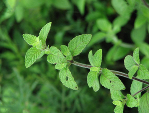 ヘルスウェイ 100% 天然レモンバームエキス葉粉末 レモンバームエキス 3%フラボノイド 5%ロズマリニック酸 - Product Image 2