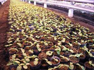 Tableta de Briquetas de Turba Prensada Ecopeatmix TORFOLIN-A para Cultivo de Plántulas - Product Image 2