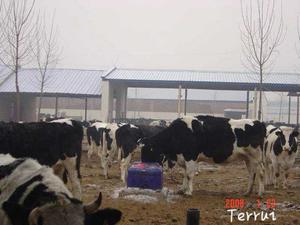 Abreuvoir durable pour équipement d'élevage avec grande capacité et chauffage adapté aux vaches et aux <span class=keywords><strong>moutons</strong></span> - Product Image 2