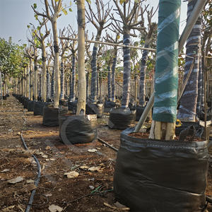 5/10/15/20/35/50/<span class=keywords><strong>100</strong></span> gallons <span class=keywords><strong>Pot</strong></span> <span class=keywords><strong>de</strong></span> <span class=keywords><strong>fleur</strong></span> et sacs <span class=keywords><strong>de</strong></span> plantation d'arbres PP tissu planteur sacs <span class=keywords><strong>de</strong></span> culture pour l'ensemencement pour l'utilisation <span class=keywords><strong>de</strong></span> jardin - Product Image 3