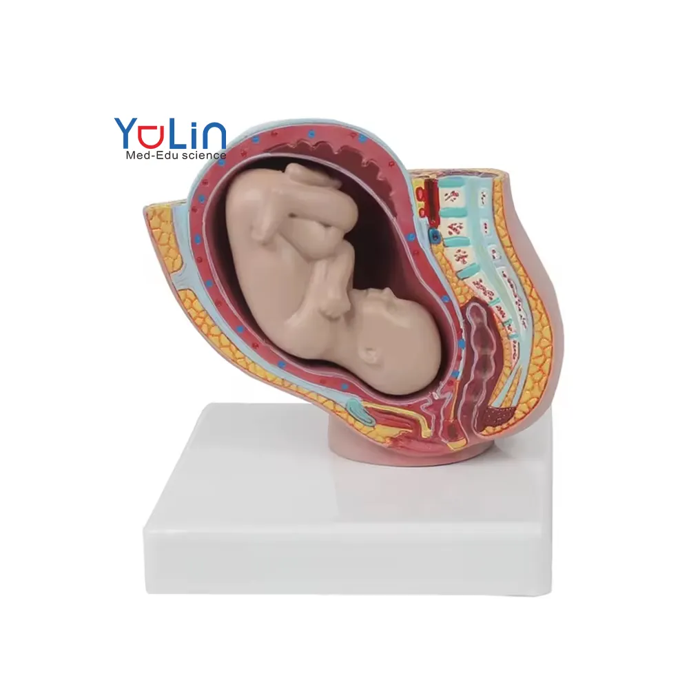 Female reproduction Human anatomy uterus anatomy female pelvic cavity with a 9-month fetal pregnancy uterus reproductive model