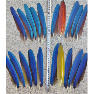 <span class=keywords><strong>Plumas</strong></span> <span class=keywords><strong>de</strong></span> Faisán Naturales para Confección <span class=keywords><strong>de</strong></span> Disfraces <span class=keywords><strong>de</strong></span> <span class=keywords><strong>Carnaval</strong></span>, <span class=keywords><strong>Plumas</strong></span> <span class=keywords><strong>de</strong></span> Loro 20-25cm 30-35cm, Tocado Azul para la Cabeza y Mochila <span class=keywords><strong>de</strong></span> Baile - Product Image 1