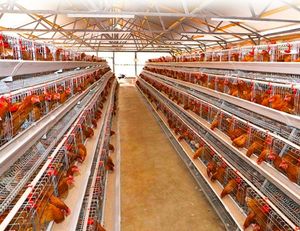 Cage pour poules pondeuses 1000 <span class=keywords><strong>Cages</strong></span> pour poules pondeuses <span class=keywords><strong>Cages</strong></span> pour poules pondeuses pour poules pondeuses pour 10000 oiseaux - Product Image 1