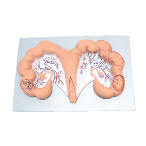 Modèle d'utérus de porc, Vic Education, modèle pédagogique médical et biologique - Product Image 5