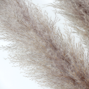 หญ้าแพมพัสทรงสูงสไตล์ INS สำหรับตกแต่งบ้าน สีเทา/ขาว ธรรมชาติ คงสภาพ ต้นไม้ประดับ - Product Image 5