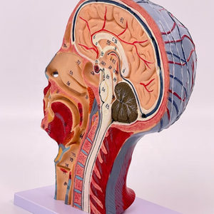 แบบจำลองกายวิภาคศาสตร์ศีรษะมนุษย์ ขนาดเท่าของจริง โพรงจมูก คอ สมอง กายวิภาคศาสตร์ ทำจาก PVC โครงสร้างร่างกายมนุษย์ที่ละเอียดอ่อน สำหรับการศึกษาในห้องเรียนและการวิจัย - Product Image 5