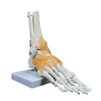 Modelo de Articulación de Tobillo Humano con Ligamentos |   Modelo Anatómico del Esqueleto del Pie y Tobillo para Enseñanza y Educación Médica