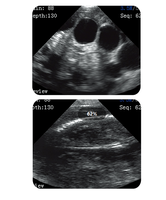 Équipement médical vétérinaire OSCAT, sonde sans fil portable, appareil d'échographie, clinique vétérinaire pour chiens et chats, diagnostic par imagerie, examen