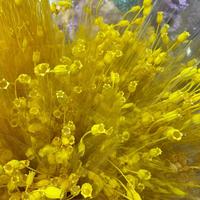 Décoration de Noël et de Thanksgiving en gros tout-en-un : Fleurs séchées naturelles immortelles, coquelicot et fleurs de clochettes préservées