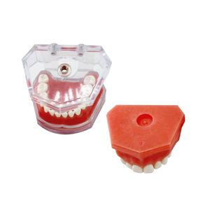 Materiales dentales, modelo de dientes desmontable, encías blandas, totalmente desmontable, para aprender y practicar la extracción de dientes, modelo 1:1. - Product Image 3