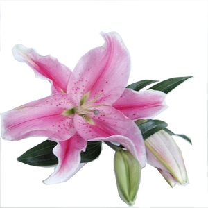 Flores de corte fresco de China, lirio Natural Real de <span class=keywords><strong>Lilium</strong></span> Sorbonne para decoración de boda, venta al por mayor - Product Image 1