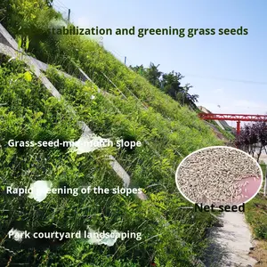 جميع المواسم دائمة الخضرة لأسنان الكلاب بذور جذور العشب لمشاريع تخضير المنحدرات مقاومة للجفاف للحرارة لتربة العشب - Product Image 3