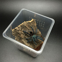 Fournitures pour animaux de compagnie, boîte de nid de Reptile, cage d'élevage d'insectes araignée bassin d'élevage en plastique, maison d'élevage de perles de loup