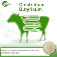Fabricant chinois, usine d'origine, complément alimentaire de santé, acide butyrique, vitamine, Clostridium butyricum