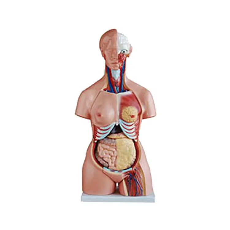 โมเดลทางการแพทย์ PVC Human 85ซม. 21ส่วนครึ่งร่างกายสามเพศลำตัวอวัยวะกายวิภาครุ่น