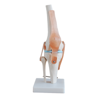 Science médicale arthrose anatomie pathologique PVC artificiel flexible taille réelle squelette humain modèle anatomique de l'articulation du genou