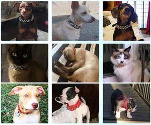 Spiked Hunde halsband Weiches Pu-Leder Lustige Pilze Niet Spike Nieten Welpen halsband Verstellbares Outdoor-Hunde halsband - Product Image 6